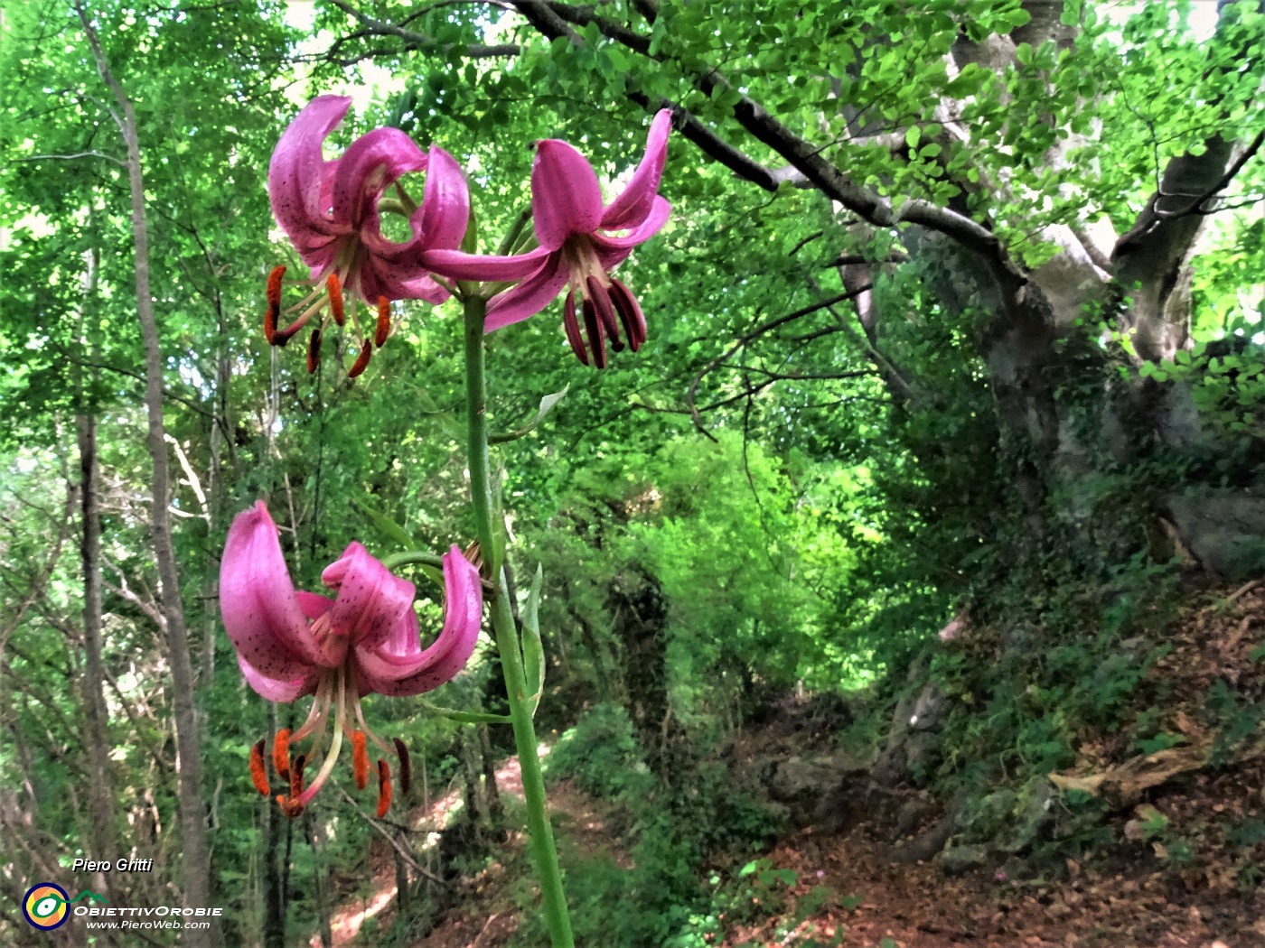 44 Lilium martagon (Giglio martagone) e maestosi faggi secolari.JPG